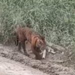 viral-video-harimau-muncul-di-area