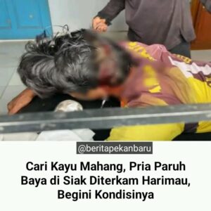 Joni di terkam harimau di kecamatan sungai apit kabupaten siak